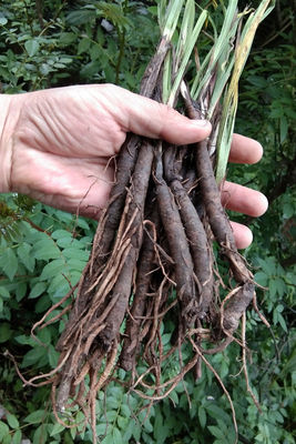 贵州草药农产品仙茅参种子中药材独脚仙矛地棕苗独茅根先矛仙毛籽