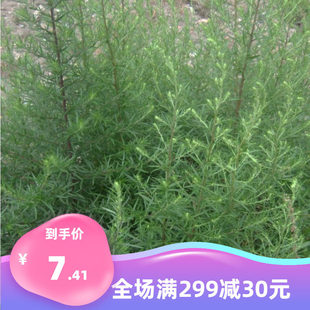 青蒿种子  白蒿草青蒿素香蒿草蒿 黄花蒿邪蒿 茵陈蒿种子观叶药材