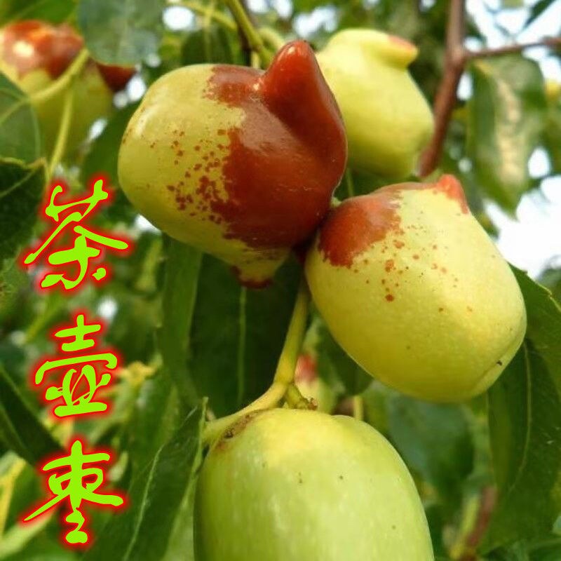 嫁接枣树苗葫芦枣胎里红茶壶枣龙须枣冬枣磨盘枣山楂苗苹果苗梨树
