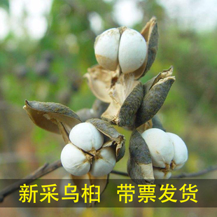 乌桕树种子籽 腊子树种子 桕子树种子 木子树籽种子 新采种子