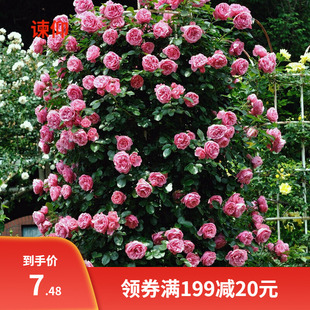 蔷薇花种子爬藤月季种子全年开花爬藤攀援花卉植物花海景观花籽