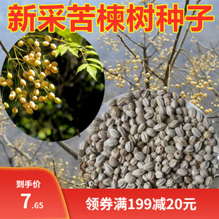 新采苦楝树种子 苦楝种子 楝树紫花树种子楝枣种子苦楝子种籽包邮