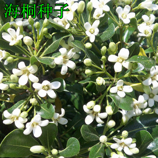 林木种子灌木海桐种子 海桐花山矾宝珠香山瑞香种子四季常青海桐