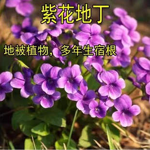 紫花地丁种子 中材种子 新采地丁籽紫堇地丁花卉种子庭院阳台花籽