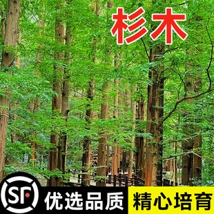 新采速生杉木种子 刺杉种子 沙树杉树水杉柳杉冷杉落羽杉油杉种子
