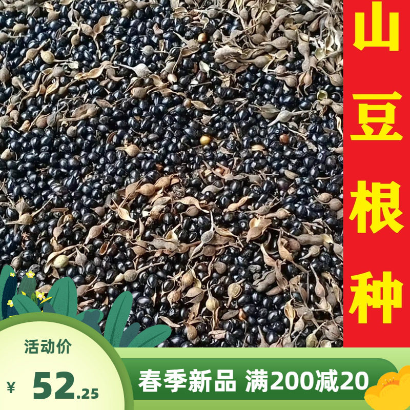 广西山豆根种子种苗正宗广豆根苦豆根山大豆根袋苗带泥发货包邮