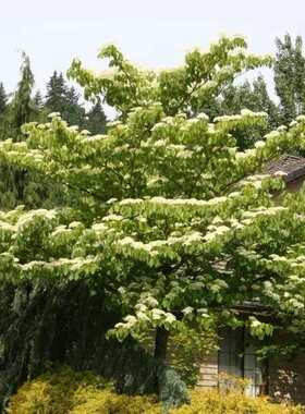 灯台树种子瑞木女儿木六角树园林珍品行道树家具榨油油料植物药用