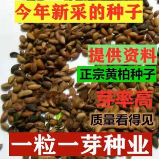 药材黄柏种子川黄柏种子黄檗圆柏檗木黄菠萝籽皮厚树木苗木树种子