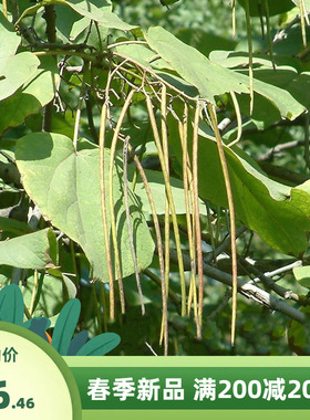 梓树种子  河楸 臭梧桐 黄花楸 水桐楸 木角豆 黄金树种子