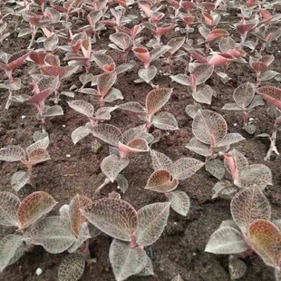 药材种子金丝桃 狗胡花 金线蝴蝶 过路黄 金线兰 金线莲种子