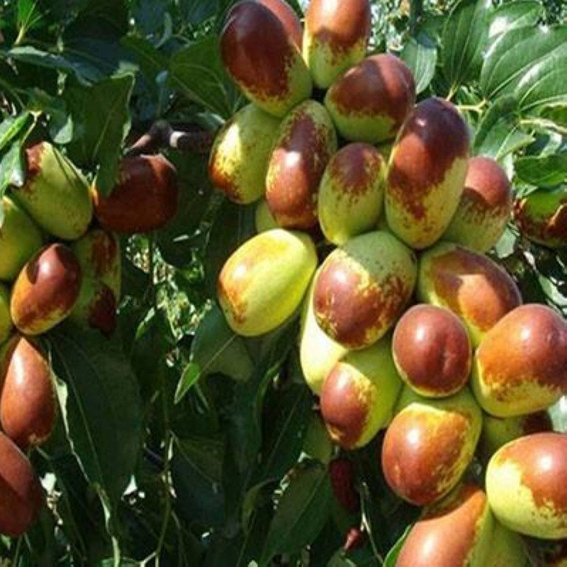 青枣台湾大青枣冬枣梨枣黑枣大雪枣灰枣大王枣金丝枣红枣树种子