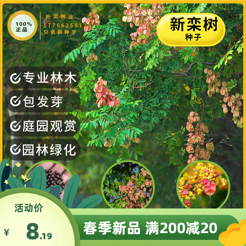 新栾树种子黄山栾树种子南栾种子灯笼树种子北栾绿化北京栾树种籽