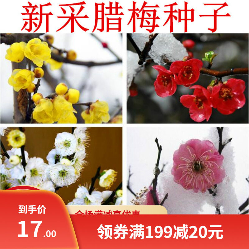 新采腊梅种子 素黄心腊梅树狗牙梅榆叶梅珍珠梅乌梅树 红梅花种子