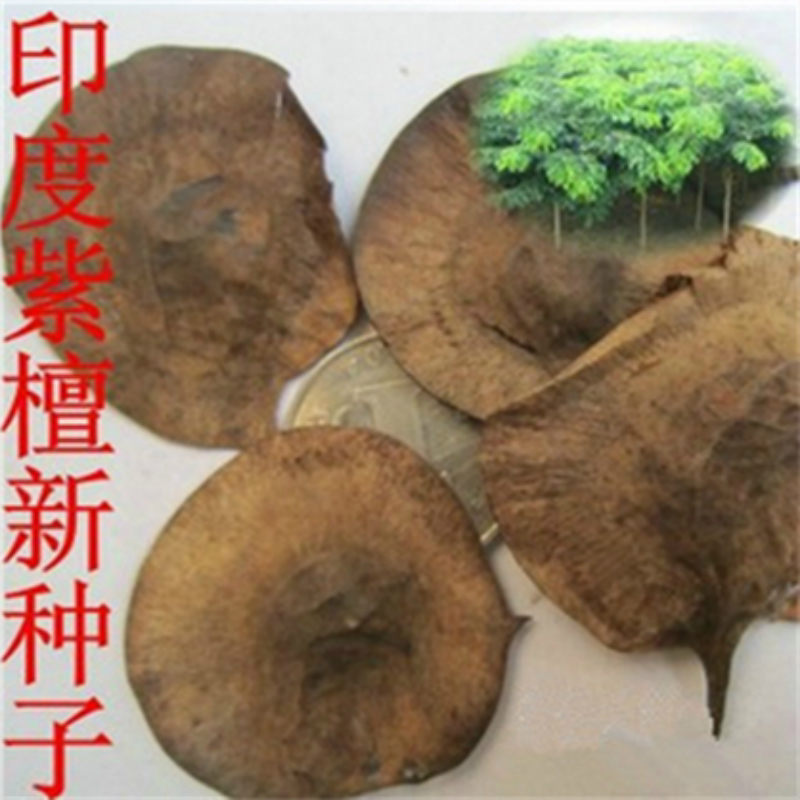 印度小叶紫檀种子 羽叶檀 青龙木 黄柏木 檀香树种子 名贵木材籽