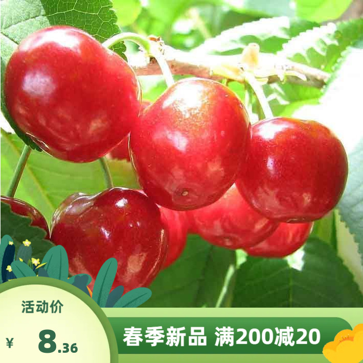 散装樱桃树种子 车厘子 大青叶樱桃  四季播果树毛山樱桃种子