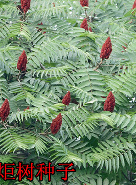 火炬树种子 四季常青 庭院鹿角漆 火炬漆工程绿化树苗林木种子