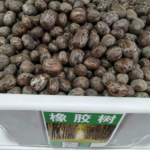 林木种子 散装橡胶树种子  三叶橡胶树种子 巴西橡胶树种子 包邮