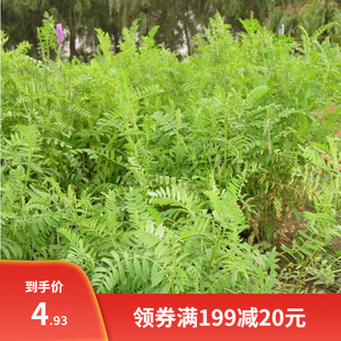 沙打旺种子 优质牧草种子 豆科优质 麻豆秧沙地牧草种子