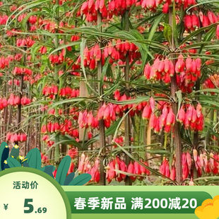 药材种带皮新鲜黄精 多花不倒苗 鸡头老虎姜红花滇黄精籽