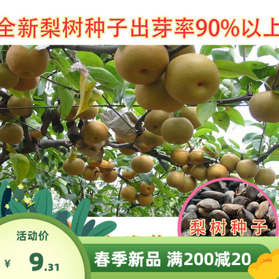 果树种子杜梨种子棠梨籽海棠梨野生酸梨种子南方梨树种子包邮
