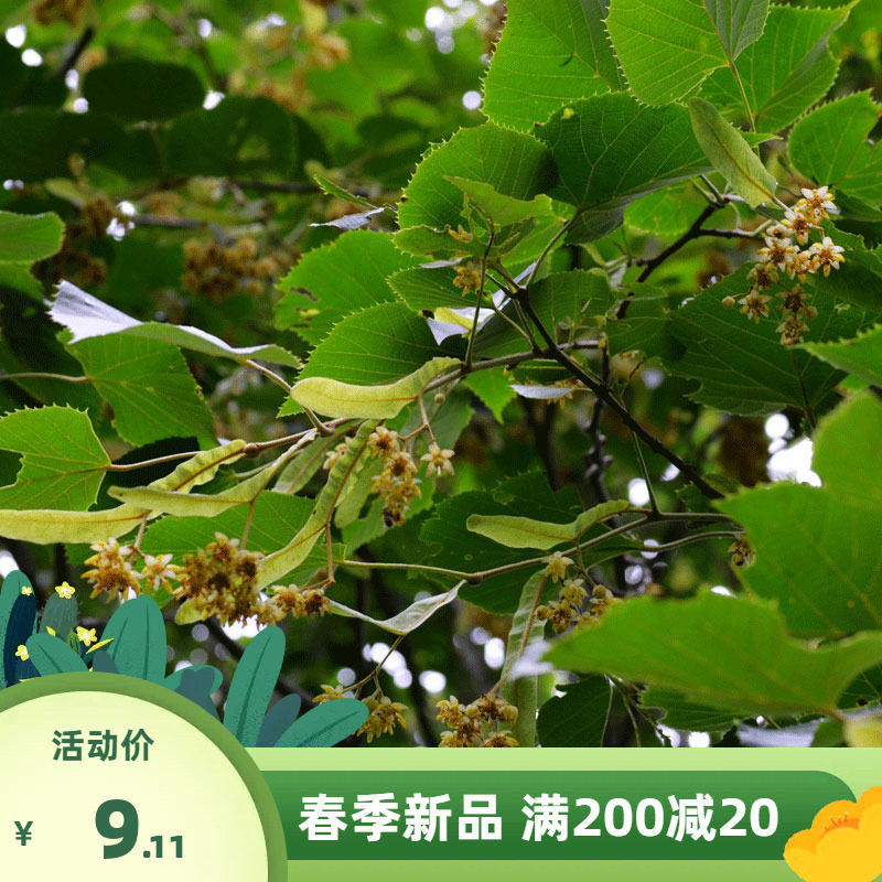 椴树种子康椴树紫椴种子千层皮火绳树青科榔国产大叶椴种子四季播虎窝淘 