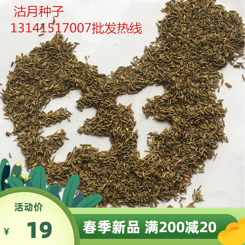 中药材独定子种子铁皮石斛党参洋桔梗庭院阳台云南稀有草药金铁锁