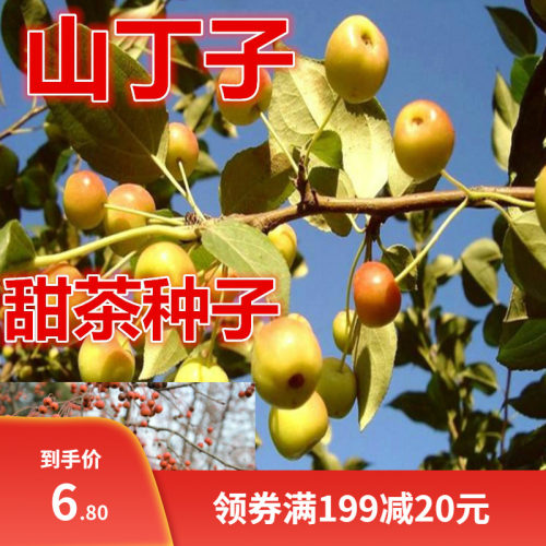 新采山丁子种子 甜茶种子 山荆子嫁接苹果树种子山定籽砧木种海棠