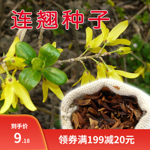 迎春花种子 连翘种子花开香气淡艳满枝金黄抗病虫耐旱耐寒中药籽