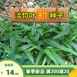 淡竹叶野生淡竹叶种子 淡竹叶种子 山鸡米清热解暑草新采草药种子