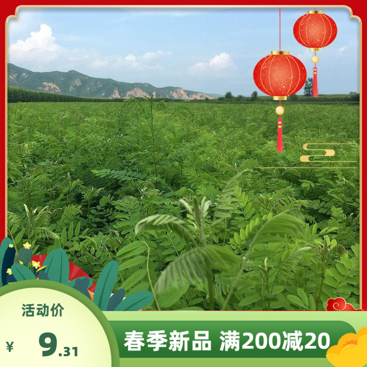 紫穗槐种子灌木护坡种籽多年生耐瘠耐水湿耐轻度盐碱土牧草种子