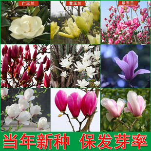 玉兰种子紫玉兰花红玉兰山玉兰广玉兰种子辛夷玉兰树绿化苗木种子