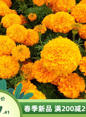 四季播种耐寒混色孔雀草花种子黄花籽橙色草花种观花种籽景观绿化