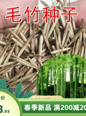 大型毛竹种子 紫竹 佛肚竹 金镶玉竹 竹子种子竹笋庭院四季常青