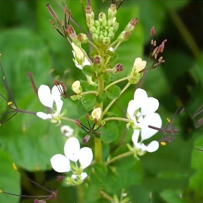 安陆白花菜种子特产菜药食同源白家庭园艺种子