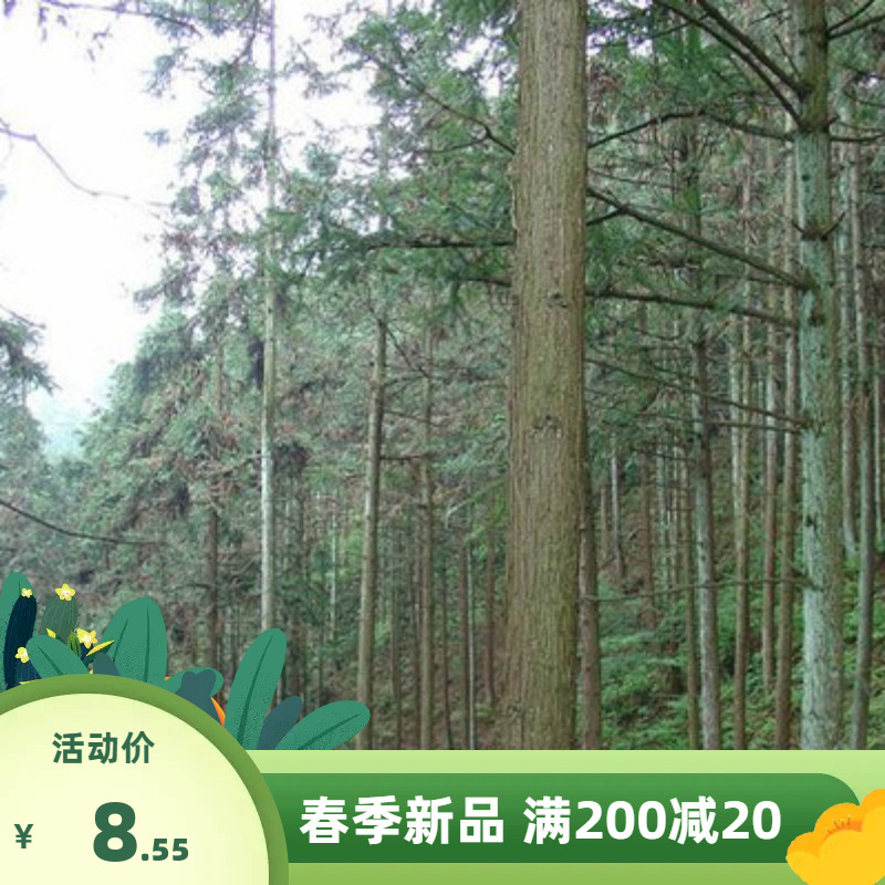 杉木种子 刺杉红心杉 速生云南杉木苗杉树林木种籽杉木籽四季可播