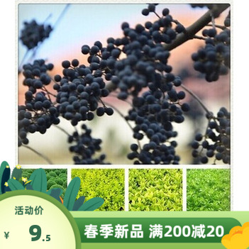 女贞种子 新采大叶女贞种子 优质高杆金叶女贞种子 冬青树种子