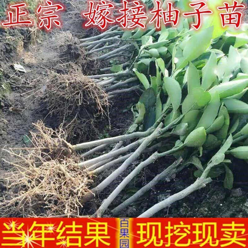 梁平蜜柚果树苗木柚子树苗梁山柚当年结果南北方地栽盆栽庭院种植