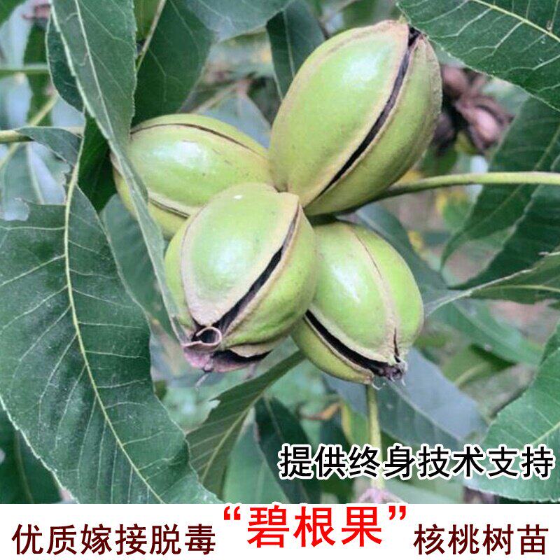 核桃苗树美国薄壳山核桃碧根果核桃树苗南方北方种植地栽当年结果