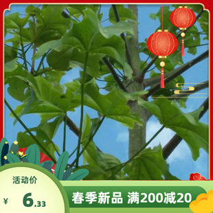 青桐青桐树种子绿化青皮梧桐树种子法国梧桐树种子法桐种子梧桐籽