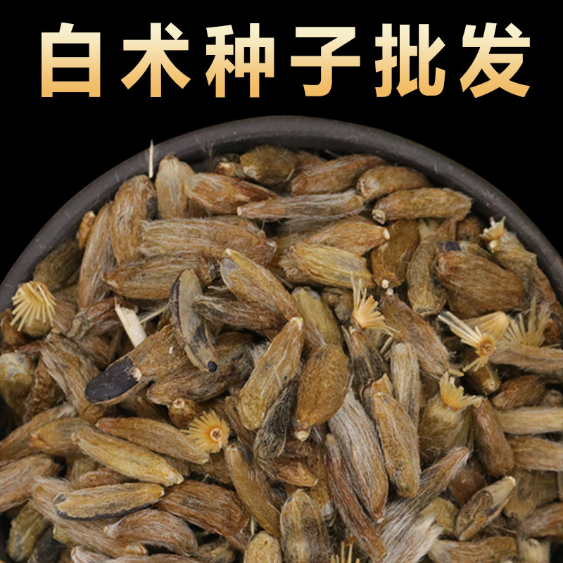 白术种子种苗中药材改良白术种籽春季种植短效益见效快大面积种植
