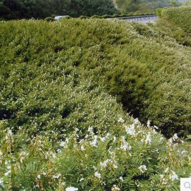 木豆种子 猪屎豆 山毛豆护坡灌木种子 护坡种子 山体护坡四季播种