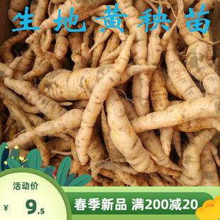 新采摘中药材种子 生地籽 生地黄种子生地黄种籽 生地黄种籽包邮