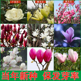 玉兰种子紫玉兰花红玉兰山玉兰广玉兰种子辛夷玉兰树绿化苗木种子