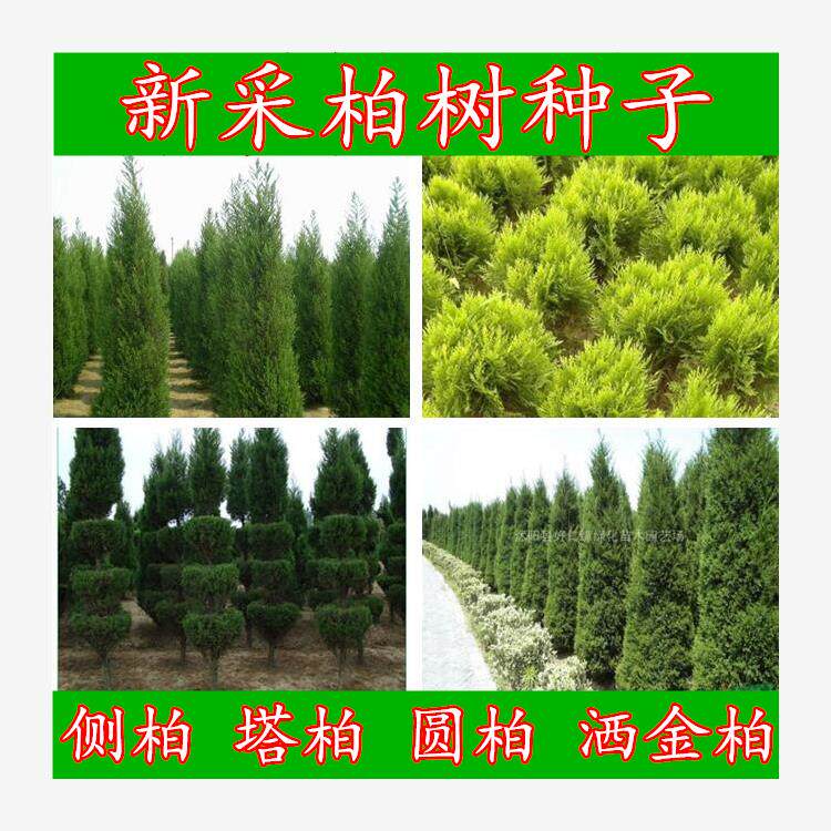 柏树种子塔柏种子侧柏种子桧柏龙柏种子墓地松柏种子圆柏洒金柏籽