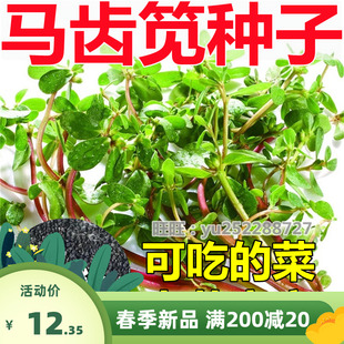 马齿笕种子四季易种生菜可食用马菜马齿苋菜种长寿保健蔬菜野菜籽