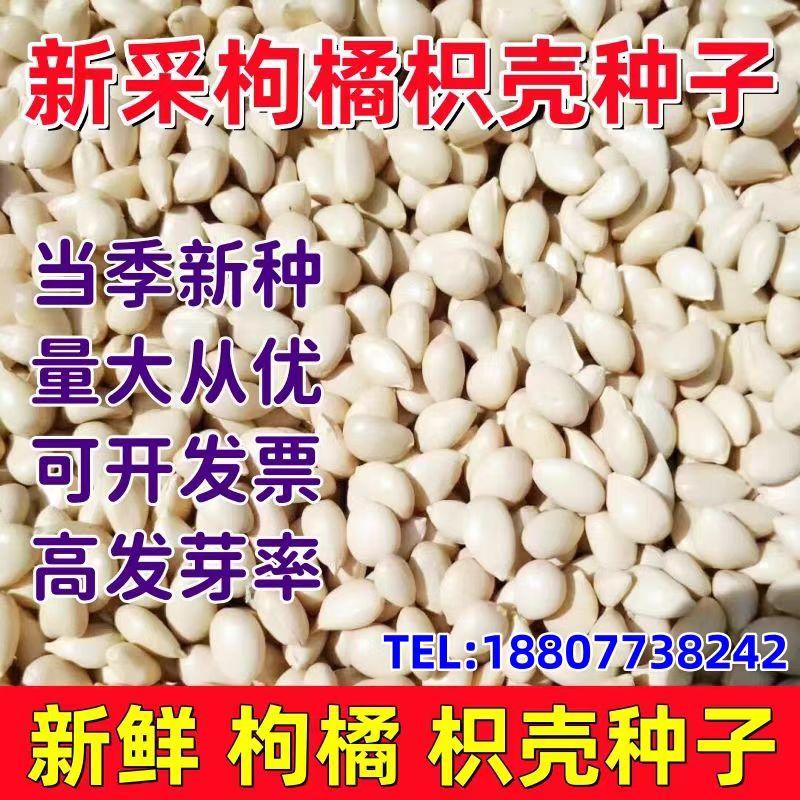 新采优质枸橘种子枳壳种子枸桔积壳树苗嫁接专用砧木带刺篱笆