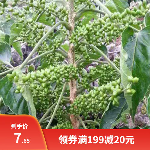 散装鸦胆子种子 老鸦胆鸦胆苦榛子 鸦蛋子鸭蛋子 鸭胆子种植种籽