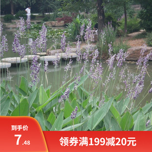 再力花种子 水生植物千屈菜花叶芦竹香蒲芦苇梭鱼草夏季常绿鸢尾