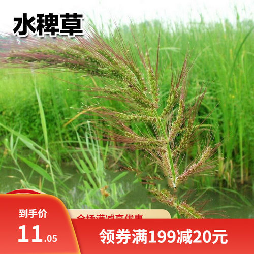 草籽散装种子草籽散装种子