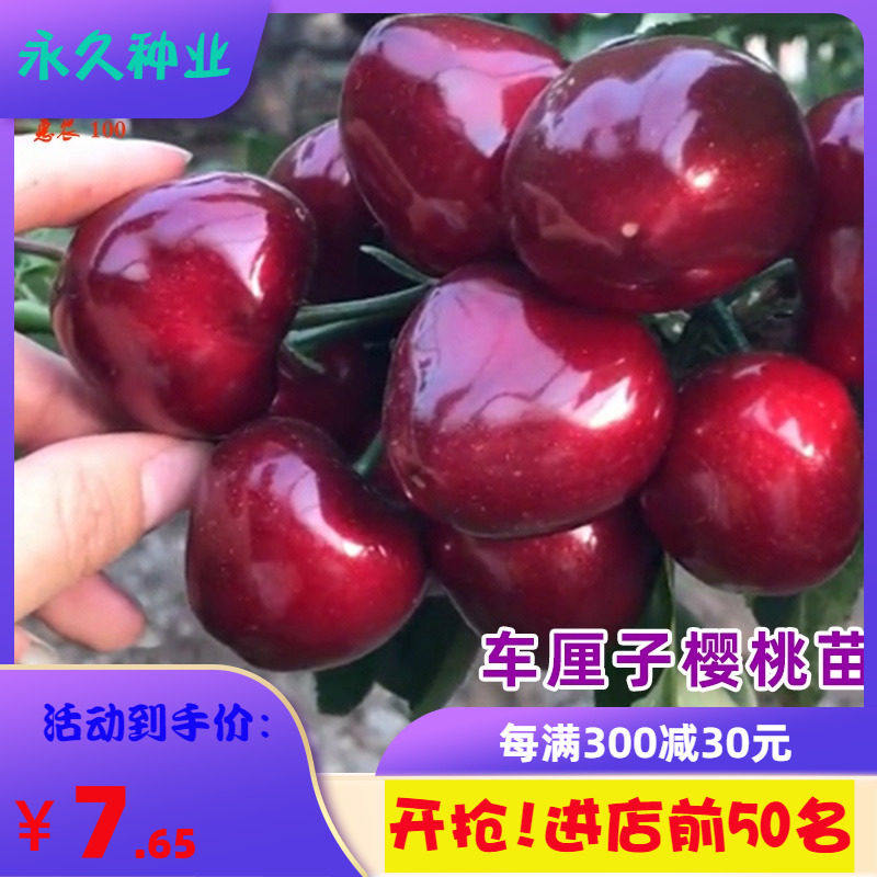 樱桃树方车厘子特大樱桃年苗南方北苖庭院种植盆栽地栽当树结果苗
